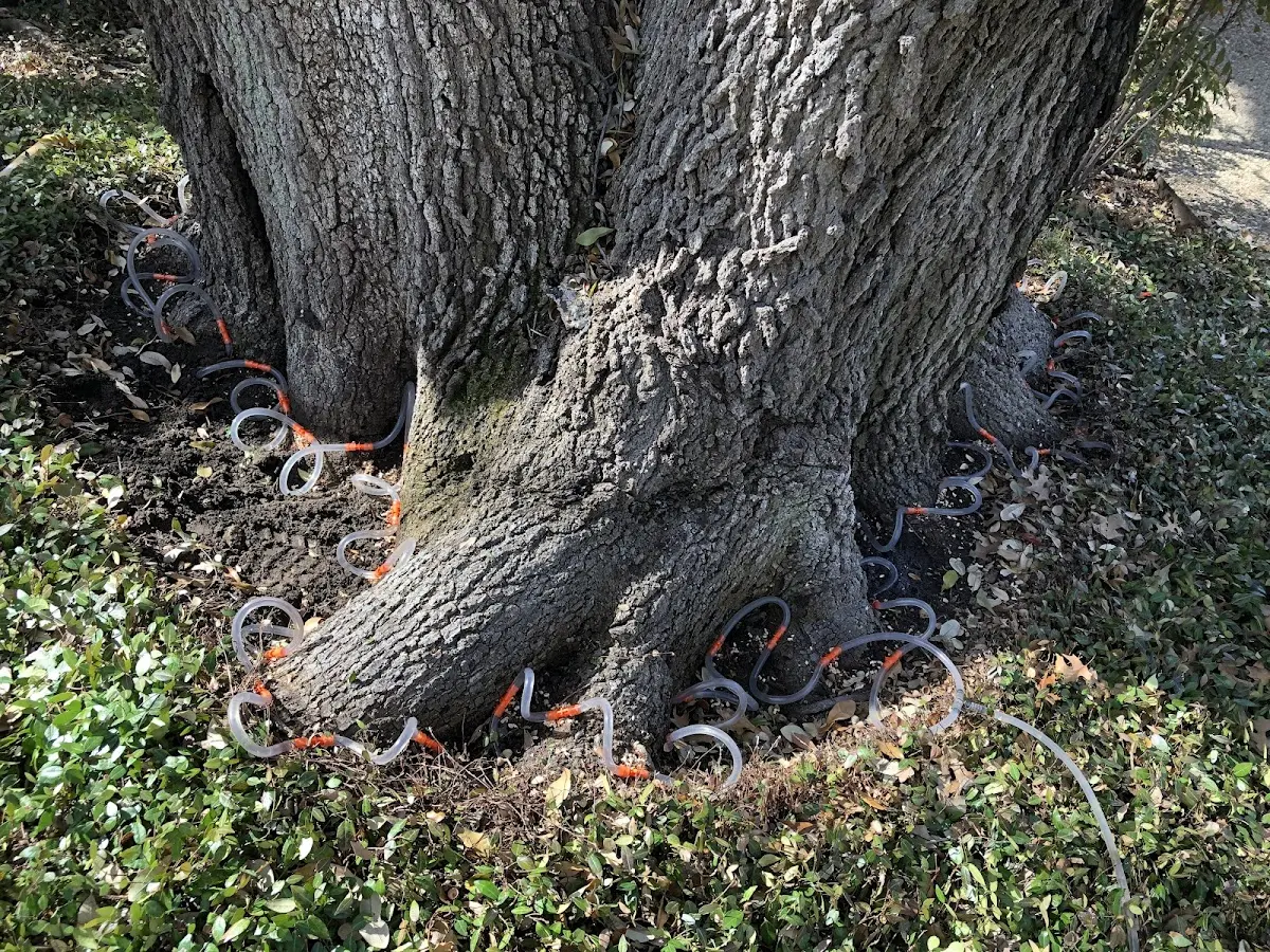 Detailed Tree Cabling and Bracing job site in Port Heiden